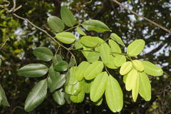 Dalbergia rubiginosa